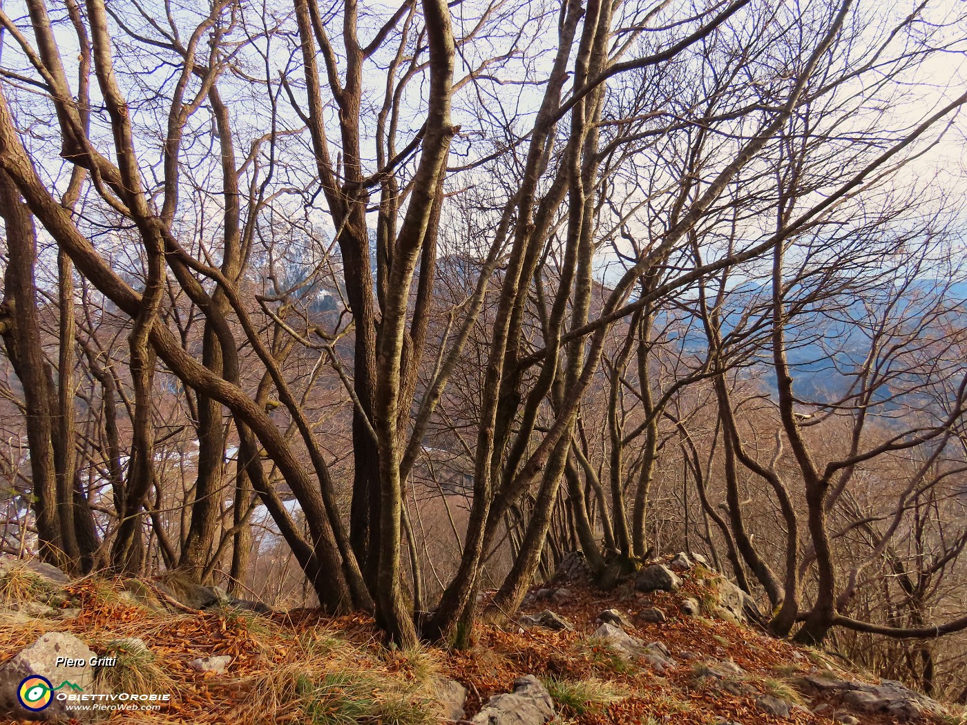 54 Famiglie di carpini neri nella luce del tramonto.JPG